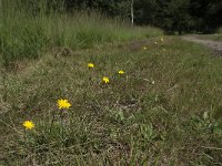 NL, Noord-Brabant, Goirle, Gemeentebossen 10, Saxifraga-Willem van Kruijsbergen