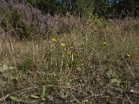 NL, Noord-Brabant, Goirle, Gemeentebossen 12, Saxifraga-Willem van Kruijsbergen