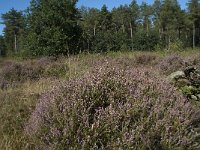 NL, Noord-Brabant, Goirle, Gemeentebossen 4, Saxifraga-Willem van Kruijsbergen