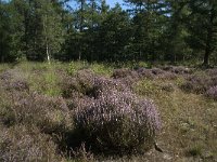 NL, Noord-Brabant, Goirle, Gemeentebossen 7, Saxifraga-Willem van Kruijsbergen