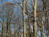 NL, Noord-Brabant, Goirle, Gorp en Rovert 10, Saxifraga-Jan van der Straaten