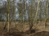 NL, Noord-Brabant, Goirle, Gorp en Rovert 19, Saxifraga-Jan van der Straaten