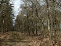 NL, Noord-Brabant, Goirle, Gorp en Rovert 3, Saxifraga-Jan van der Straaten