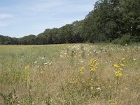 NL, Noord-Brabant, Goirle, Landgoed De Hoevens 108, Saxifraga-Willem van Kruijsbergen