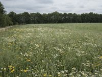 NL, Noord-Brabant, Goirle, Landgoed De Hoevens 113, Saxifraga-Willem van Kruijsbergen