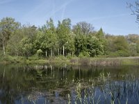 NL, Noord-Brabant, Goirle, Landgoed De Hoevens 15, Saxifraga-Willem van Kruijsbergen