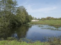 NL, Noord-Brabant, Goirle, Landgoed De Hoevens 22, Saxifraga-Willem van Kruijsbergen