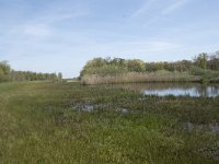 NL, Noord-Brabant, Goirle, Landgoed De Hoevens 8, Saxifraga-Willem van Kruijsbergen