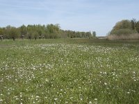 NL, Noord-Brabant, Goirle, Landgoed De Hoevens 9, Saxifraga-Willem van Kruijsbergen