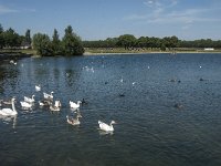 NL, Noord-Brabant, Goirle, Put van Heel 5, Saxifraga-Jan van der Straaten