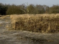 NL, Noord-Brabant, Goirle, Regte Heide 13, Saxifraga-Jan van der Straaten