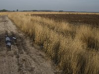 NL, Noord-Brabant, Goirle, Regte Heide 25, Saxifraga-Jan van der Straaten