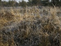 NL, Noord-Brabant, Goirle, Regte Heide 33, Saxifraga-Jan van der Straaten