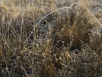 NL, Noord-Brabant, Goirle, Regte Heide 34, Saxifraga-Jan van der Straaten