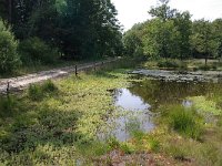 NL, Noord-Brabant, Goirle, Regte Heide 50, Saxifraga-Lucien Rommelaars