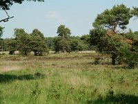 NL, Noord-Brabant, Goirle, Regte Heide 63, Saxifraga-Willem van Kruijsbergen