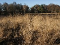 NL, Noord-Brabant, Goirle, Regte Heide 66, Saxifraga-Marijke Verhagen