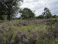 NL, Noord-Brabant, Goirle, Regte Heide 76, Saxifraga-Willem van Kruijsbergen