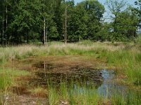 NL, Noord-Brabant, Goirle, Regte Heide, restored wouwer 6, Saxifraga-Willem van Kruijsbergen