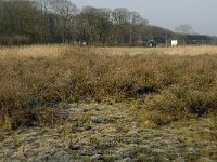 NL, Noord-Brabant, Goirle, Riels Laag 11, Saxifraga-Jan van der Straaten