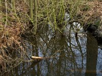 NL, Noord-Brabant, Goirle, Riels Laag 17, Saxifraga-Jan van der Straaten