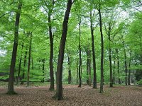 NL, Noord-Brabant, Hilvarenbeek, De Hertgang 1, Saxifraga-Tom Heijnen