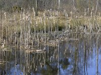 NL, Noord-Brabant, Hilvarenbeek, De Hertgang 6, Saxifraga-Tom Heijnen