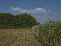 NL, Noord-Brabant, Hilvarenbeek, Den Opslag 3, Saxifraga-Jan van der Straaten