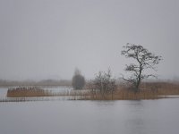 NL, Noord-Brabant, Hilvarenbeek, Diessens Broek 5, Saxifraga-Tom Heijnen