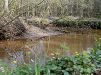 NL, Noord-Brabant, Hilvarenbeek, Reusel in De Hertgang 2, Saxifraga-Tom Heijnen