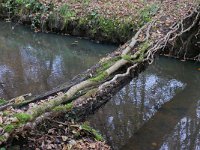 NL, Noord-Brabant, Hilvarenbeek, Reusel in De Hertgang 8, Saxifraga-Tom Heijnen