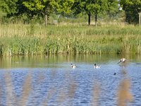 NL, Noord-Brabant, Hilvarenbeek, Rioolwaterzuivering Biest-Houtakker 4, Saxifraga-Tom Heijnen