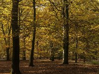 NL, Noord-Brabant, Hilvarenbeek, Rovertsche Heide 4, Saxifraga-Jan van der Straaten