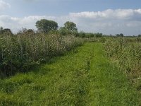 NL, Noord-Brabant, Hilvarenbeek, Spruitenstroompje 10, Saxifraga-Jan van der Straaten