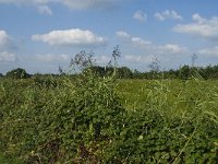 NL, Noord-Brabant, Hilvarenbeek, Spruitenstroompje 11, Saxifraga-Jan van der Straaten