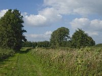 NL, Noord-Brabant, Hilvarenbeek, Spruitenstroompje 20, Saxifraga-Jan van der Straaten