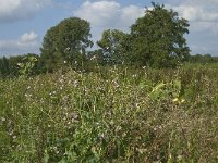 NL, Noord-Brabant, Hilvarenbeek, Spruitenstroompje 21, Saxifraga-Jan van der Straaten