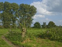 NL, Noord-Brabant, Hilvarenbeek, Spruitenstroompje 27, Saxifraga-Jan van der Straaten