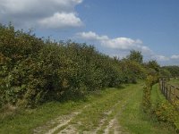 NL, Noord-Brabant, Hilvarenbeek, Spruitenstroompje 35, Saxifraga-Jan van der Straaten