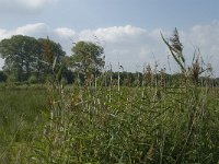 NL, Noord-Brabant, Hilvarenbeek, Spruitenstroompje 40, Saxifraga-Jan van der Straaten