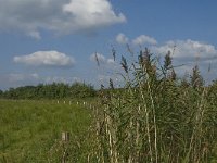 NL, Noord-Brabant, Hilvarenbeek, Spruitenstroompje 9, Saxifraga-Jan van der Straaten