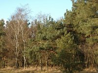 NL, Noord-Brabant, Loon op Zand, Galgeneind 1, Saxifraga-Jan van der Straaten