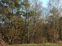 NL, Noord-Brabant, Loon op Zand, Galgeneind 2, Saxifraga-Jan van der Straaten