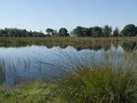 NL, Noord-Brabant, Loon op Zand, Huis ter Heide 2, Saxifraga-Willem van Kruijsbergen