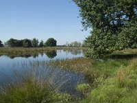 NL, Noord-Brabant, Loon op Zand, Huis ter Heide 3, Saxifraga-Willem van Kruijsbergen