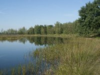 NL, Noord-Brabant, Loon op Zand, Huis ter Heide 5, Saxifraga-Willem van Kruijsbergen