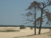 NL, Noord-Brabant, Loon op Zand, Loonse en Drunense Duinen 5, Saxifraga-Marijke Verhagen