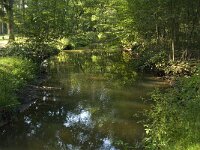 NL, Noord-Brabant, Oirschot, Baest, Beerze 1, Saxifraga-Jan van der Straaten