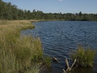 NL, Noord-Brabant, Reusel-De Mierden, De Flaes 3, Saxifraga-Jan van der Straaten