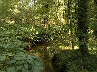 NL, Noord-Brabant, Reusel-De Mierden, De Utrecht, Reusel 1, Saxifraga-Jan van der Straaten